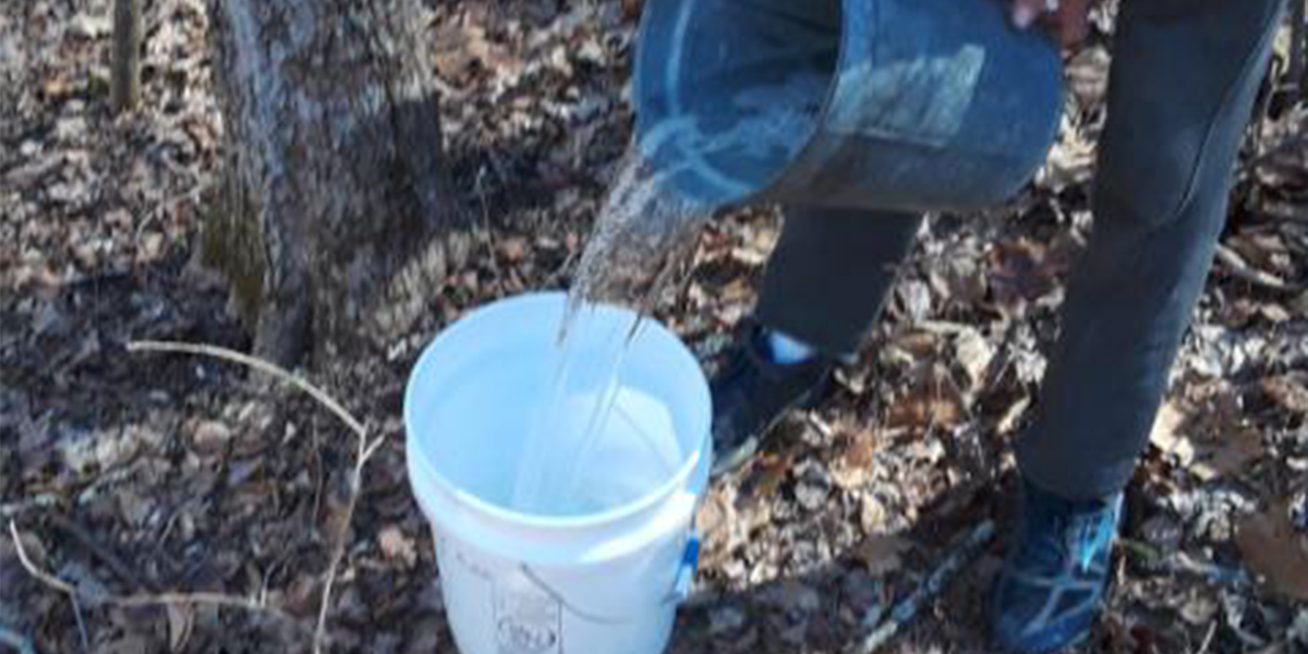 Pouring maple sap into bucket